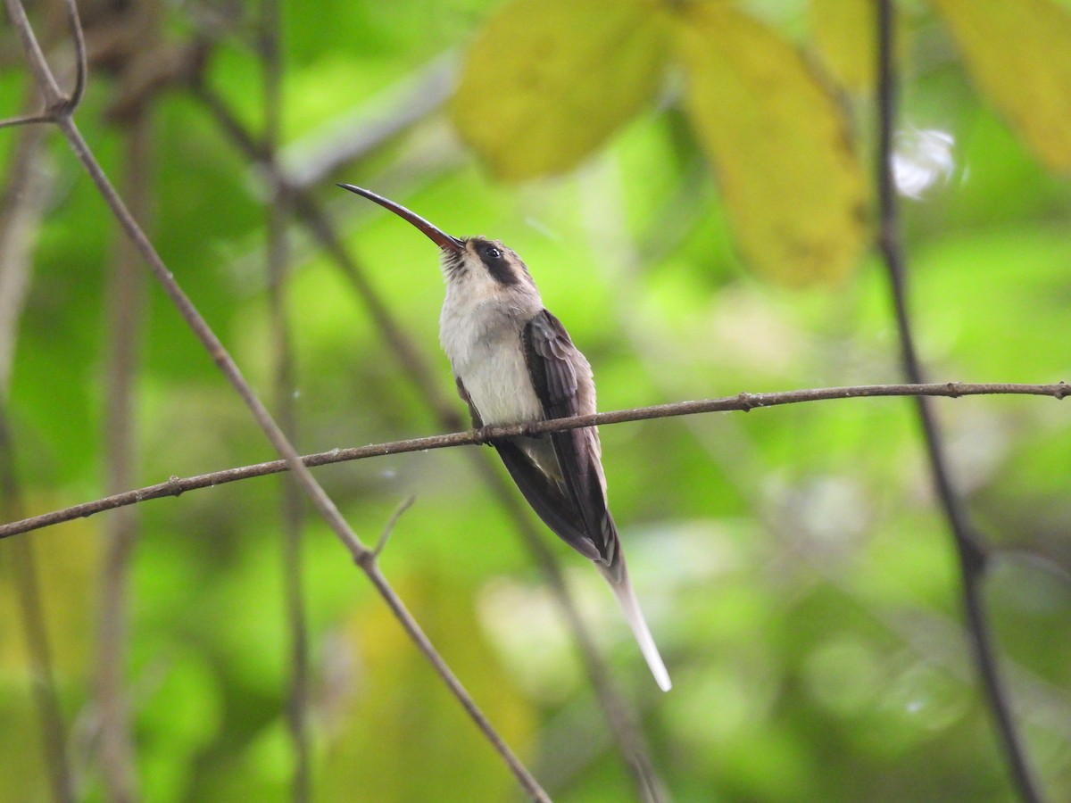 Pale-bellied Hermit - ML635305921