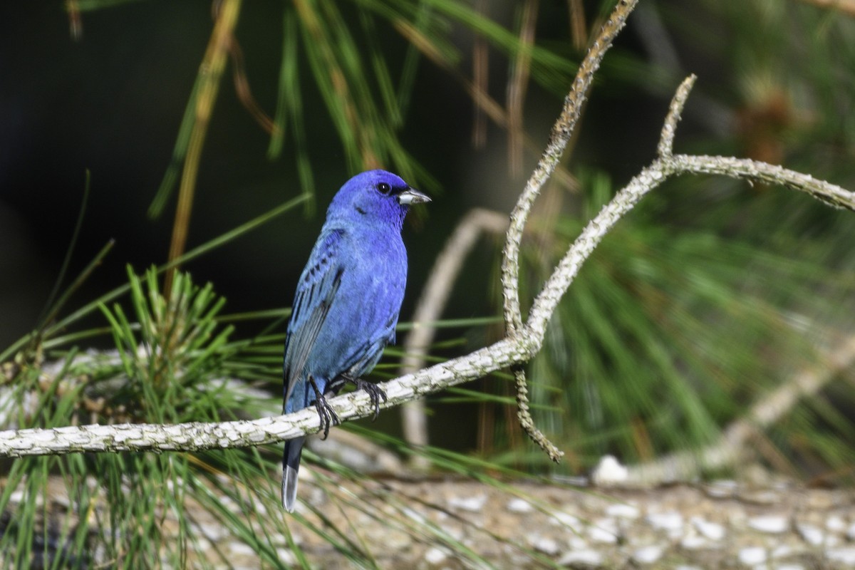 Indigo Bunting - ML635305934