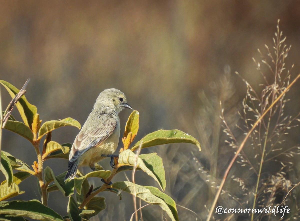 African Penduline-Tit - ML635305938