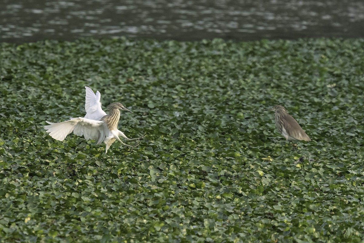 Indian Pond-Heron - ML635305980