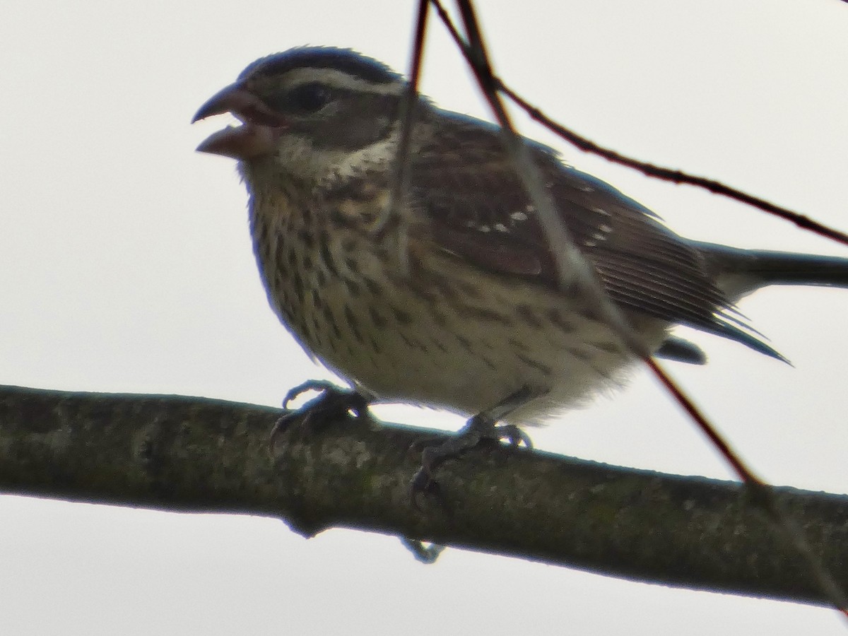 Rose-breasted Grosbeak - ML635306154
