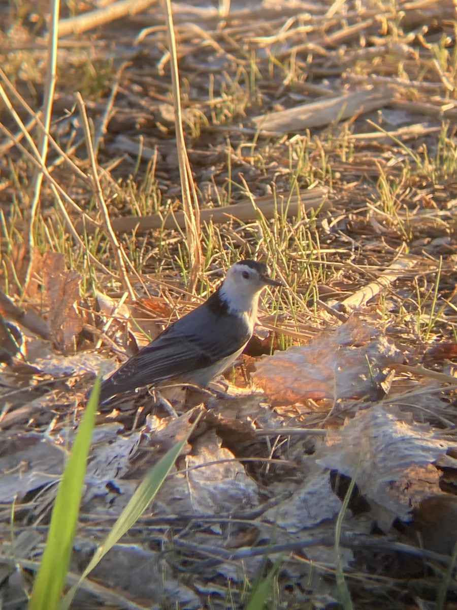 White-breasted Nuthatch - ML635306174