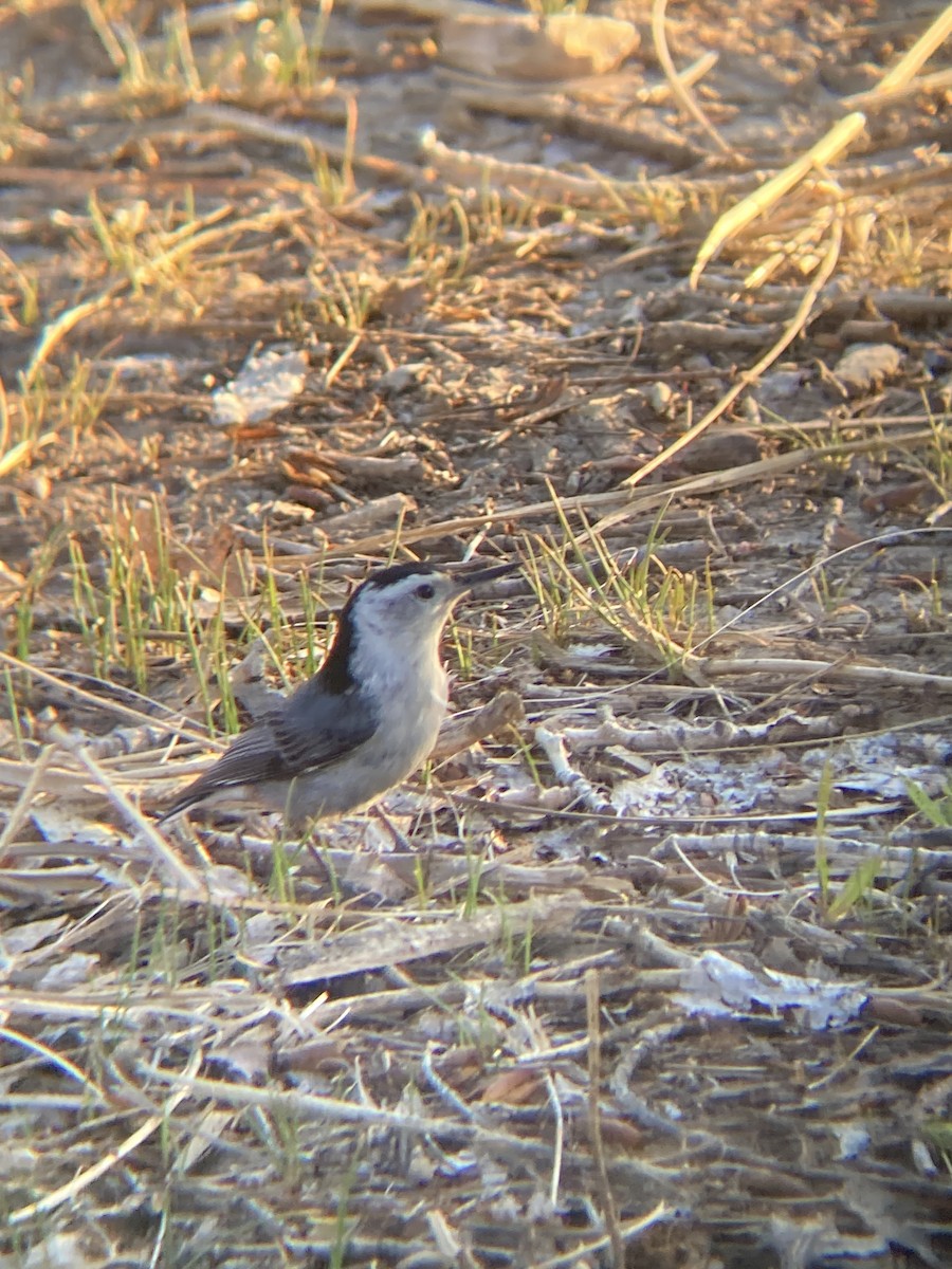 White-breasted Nuthatch - ML635306175