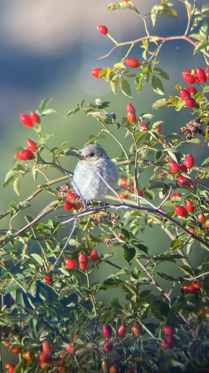 Iberian Gray Shrike - ML635306180