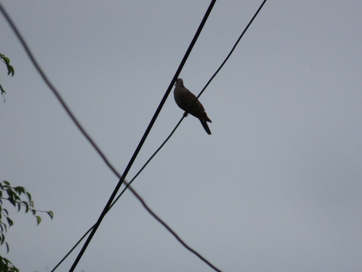 Oriental Turtle-Dove - ML635306206