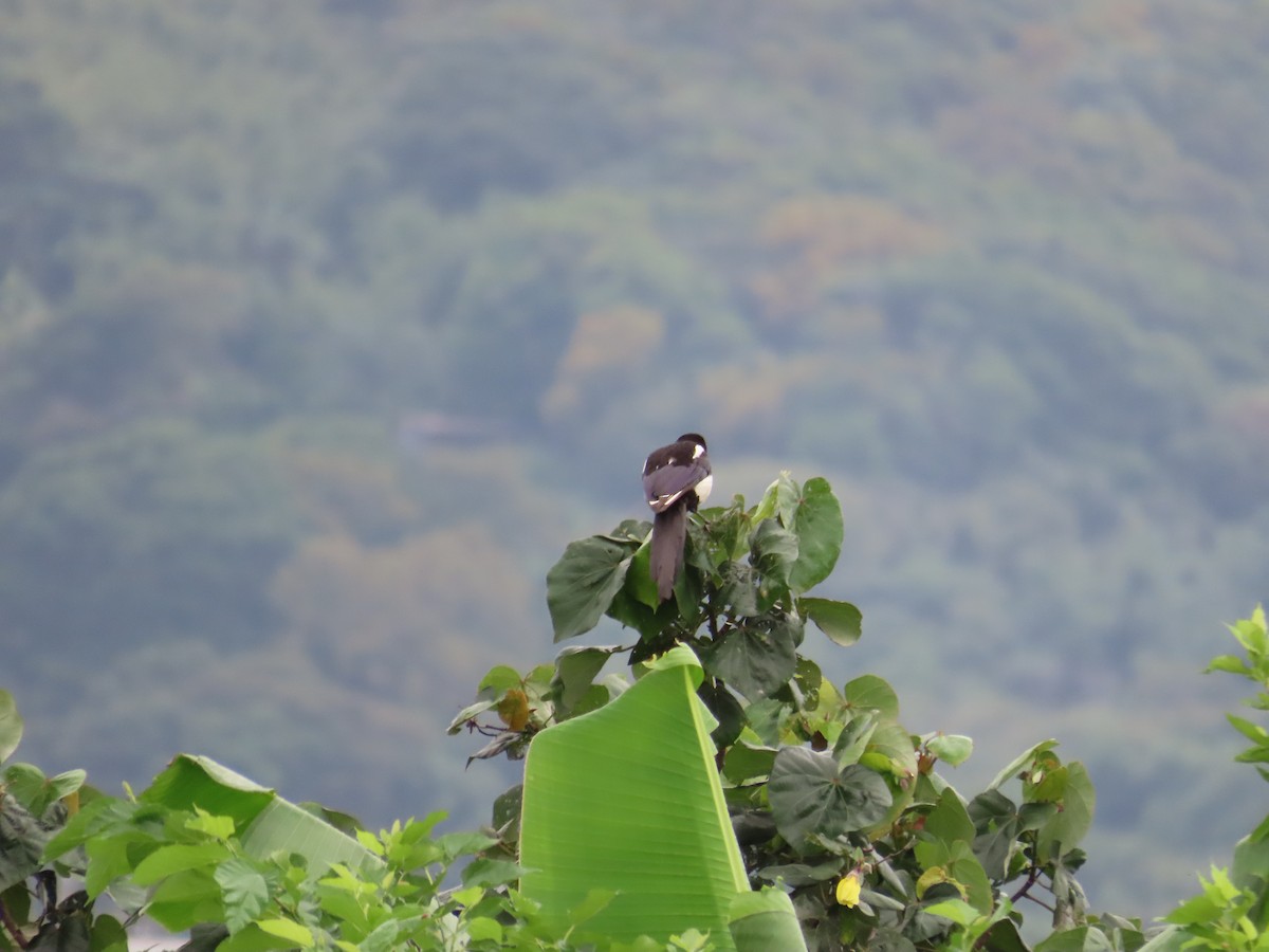 喜鵲 - ML635306219