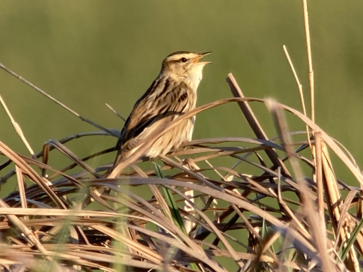 Aquatic Warbler - ML635306255