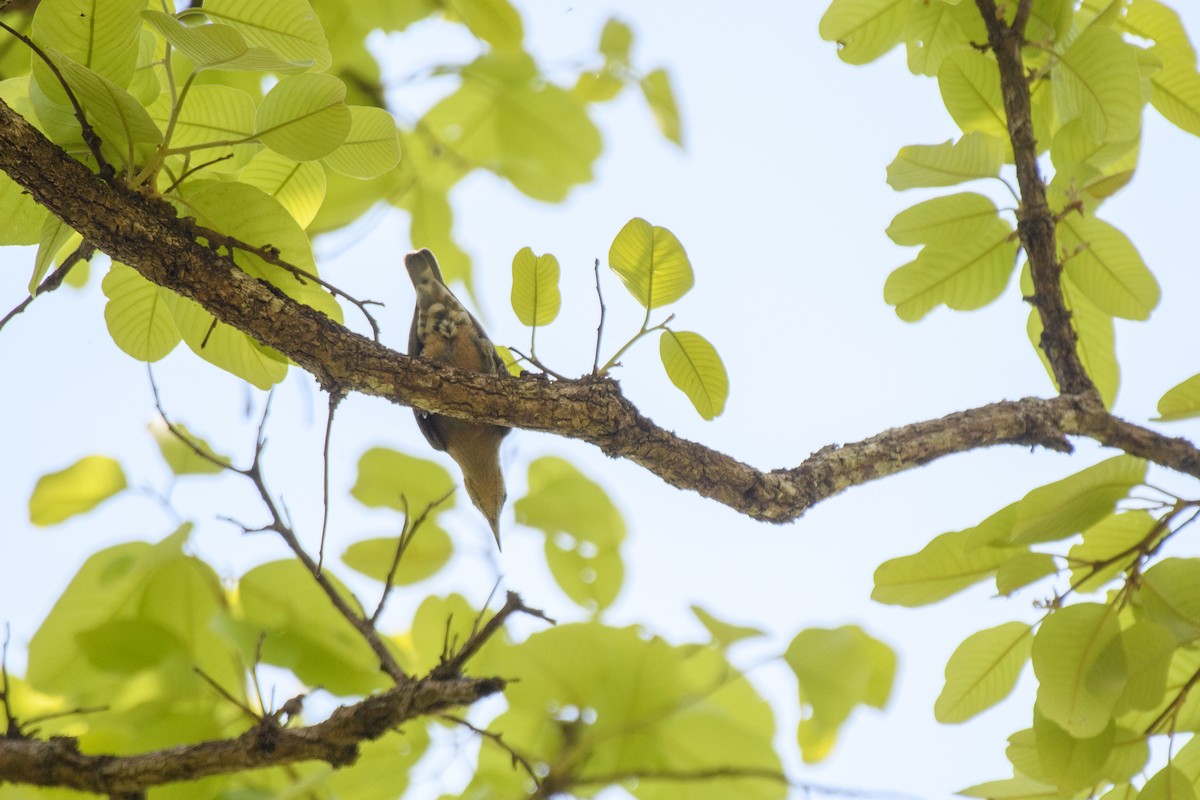 Burmese Nuthatch - ML635306277