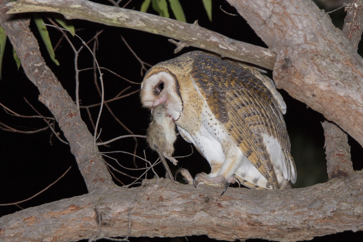 Australian Masked-Owl - ML63530631