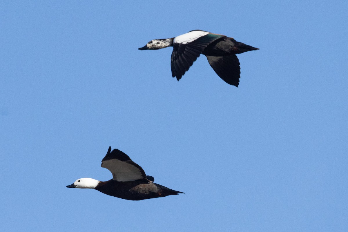 Paradise Shelduck - ML635306359