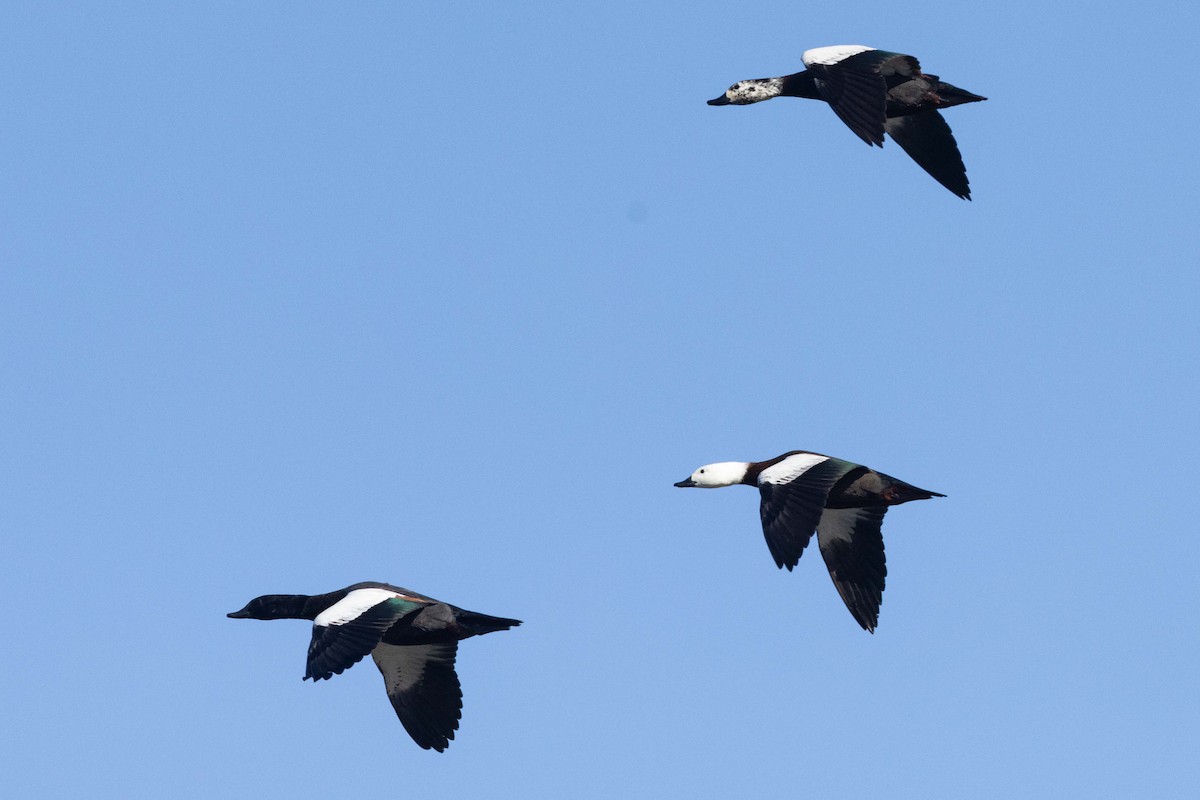 Paradise Shelduck - ML635306360