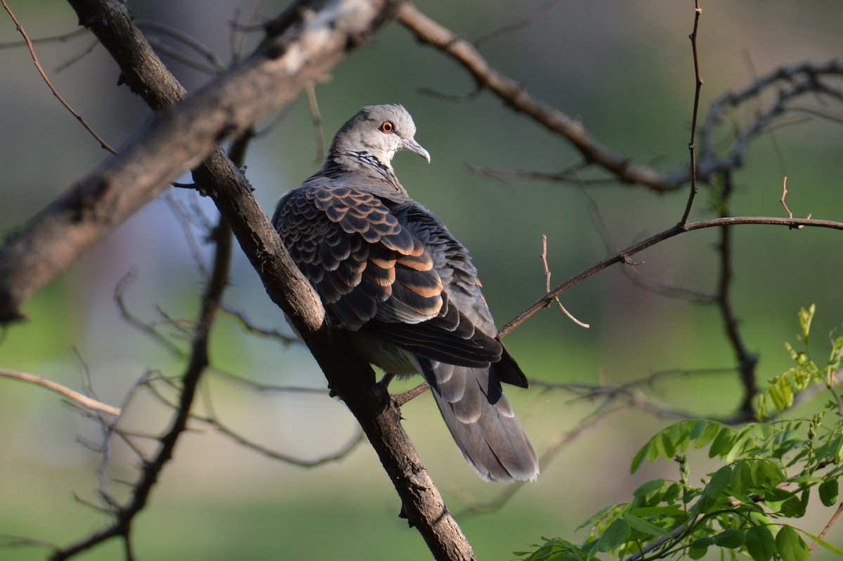 Oriental Turtle-Dove - ML635306384