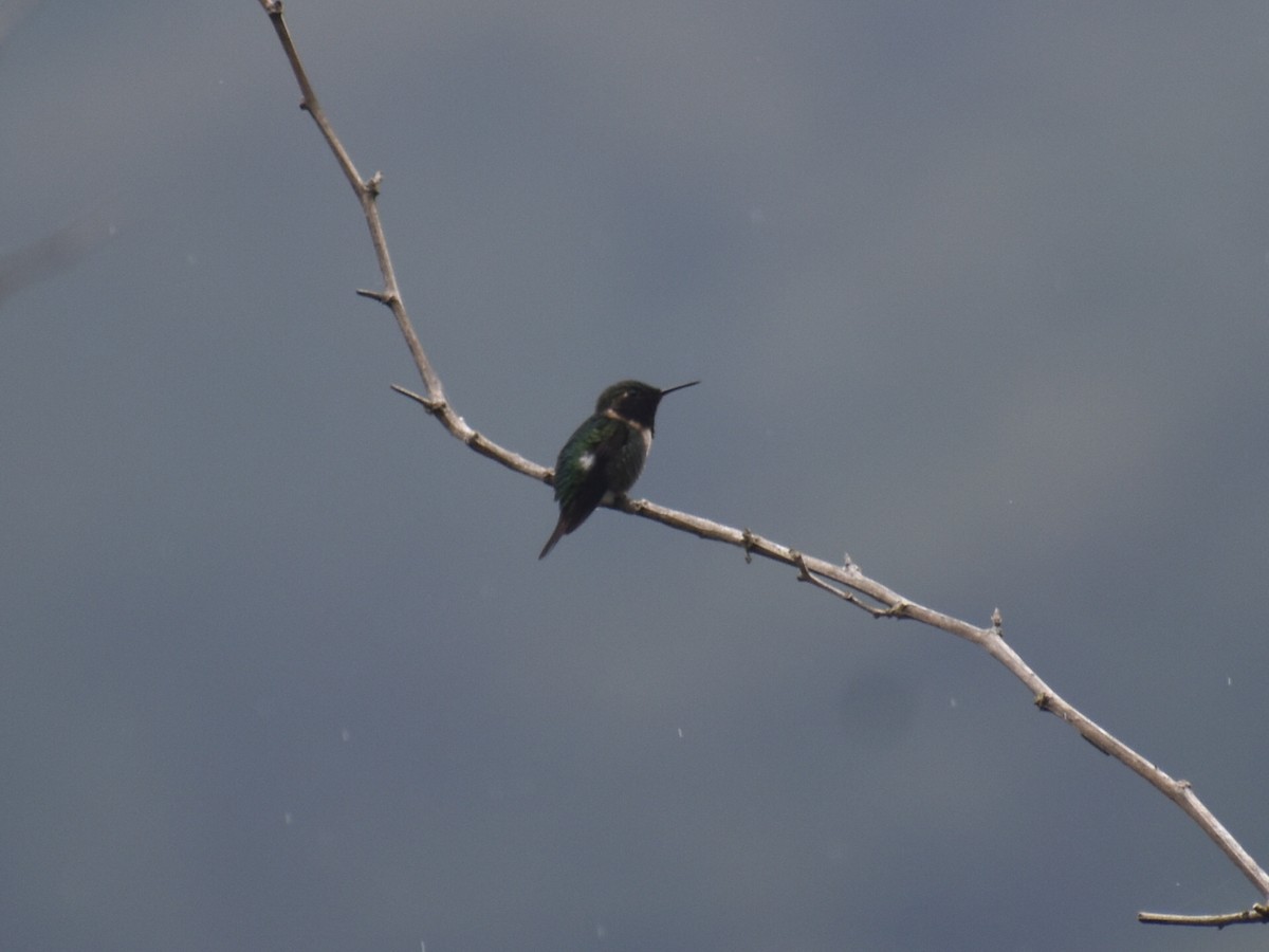 Rufous-shafted Woodstar - ML635306422