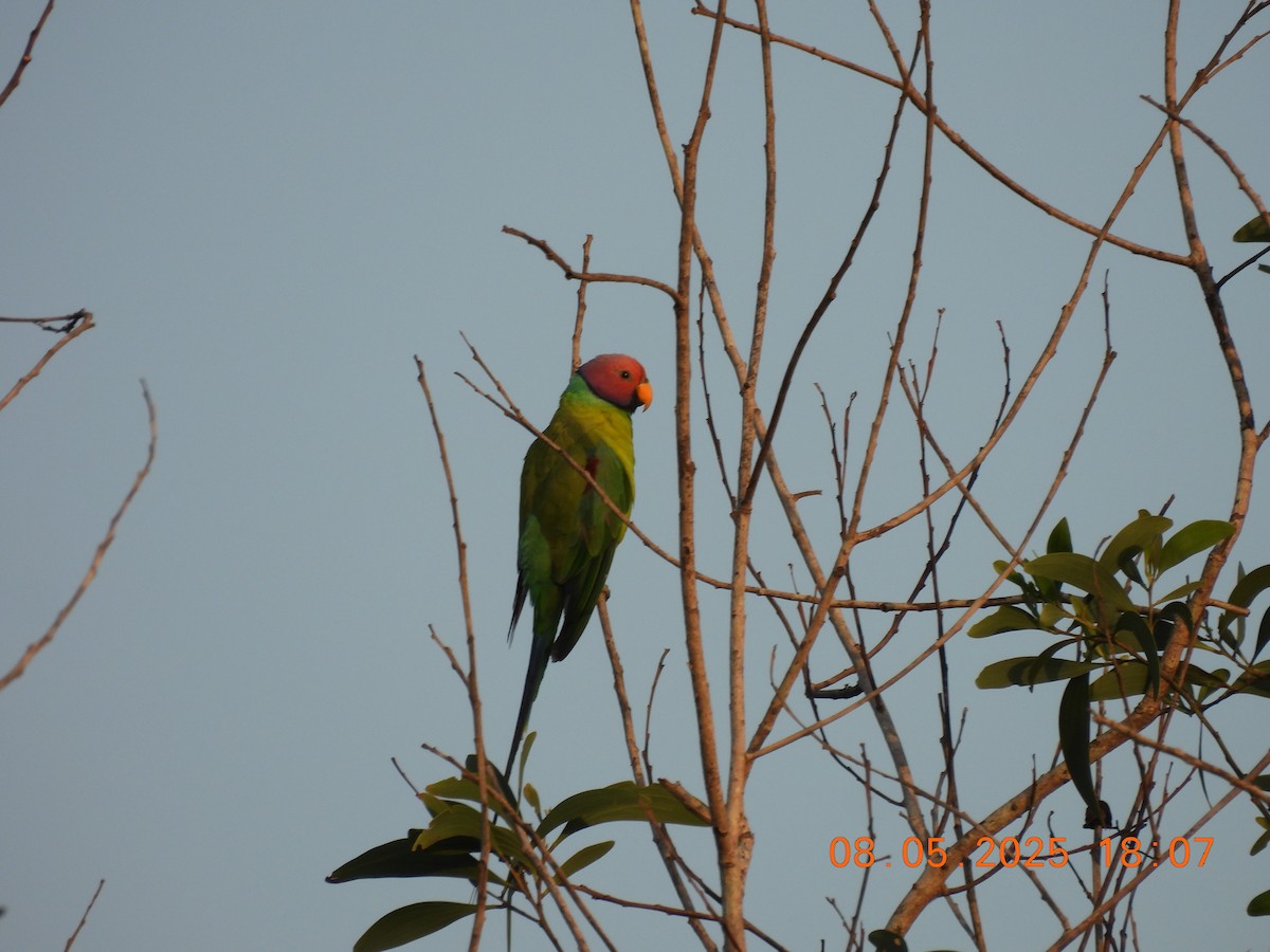 Plum-headed Parakeet - ML635306516