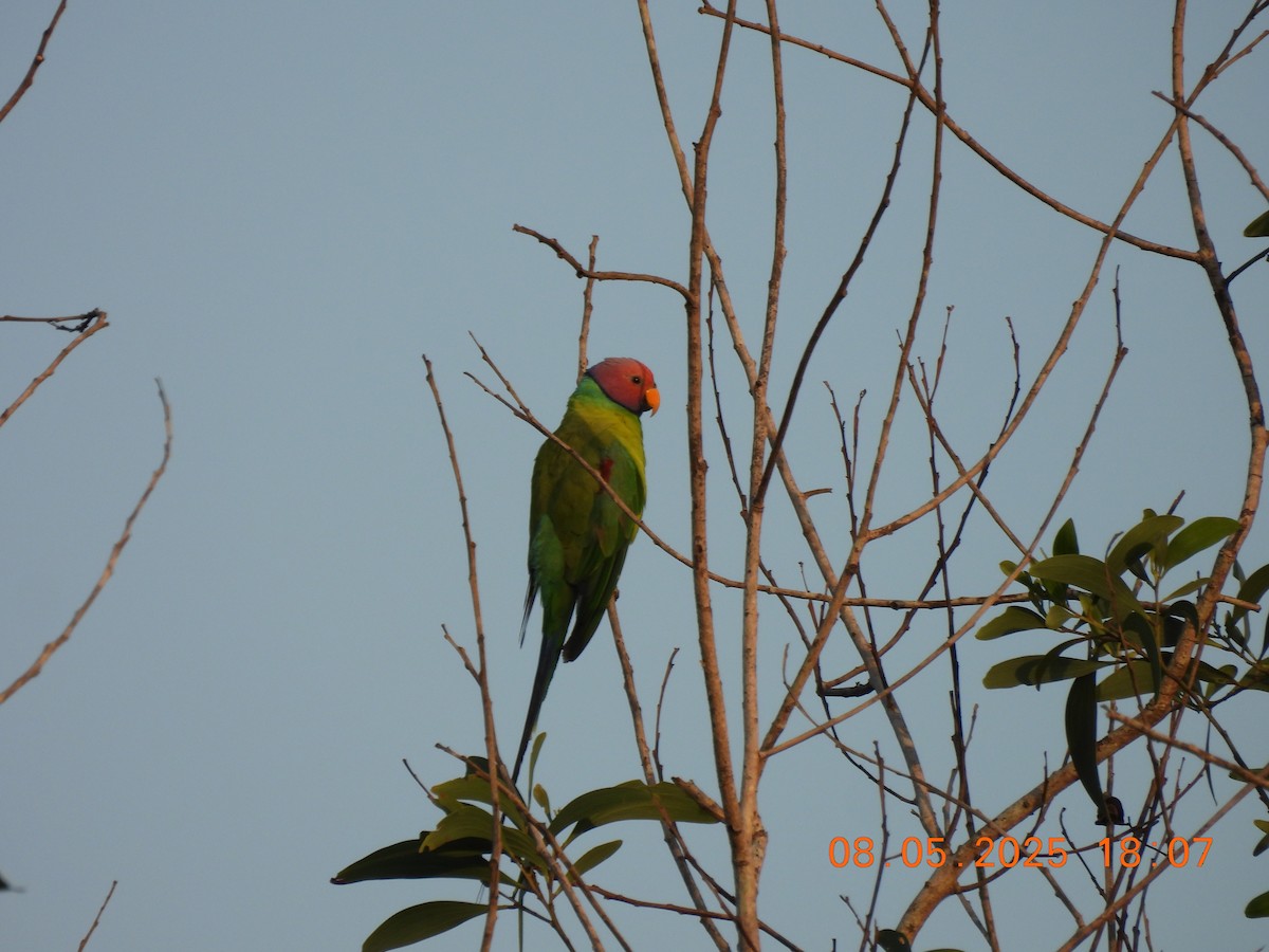 Plum-headed Parakeet - ML635306518
