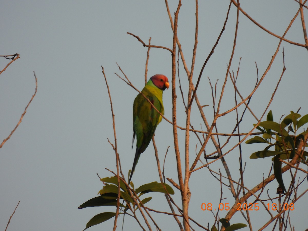 Plum-headed Parakeet - ML635306520