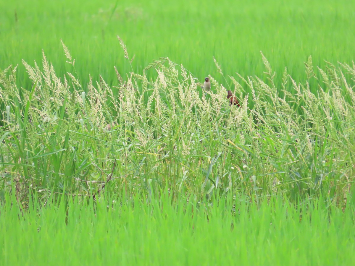 Chestnut Munia - ML635306569