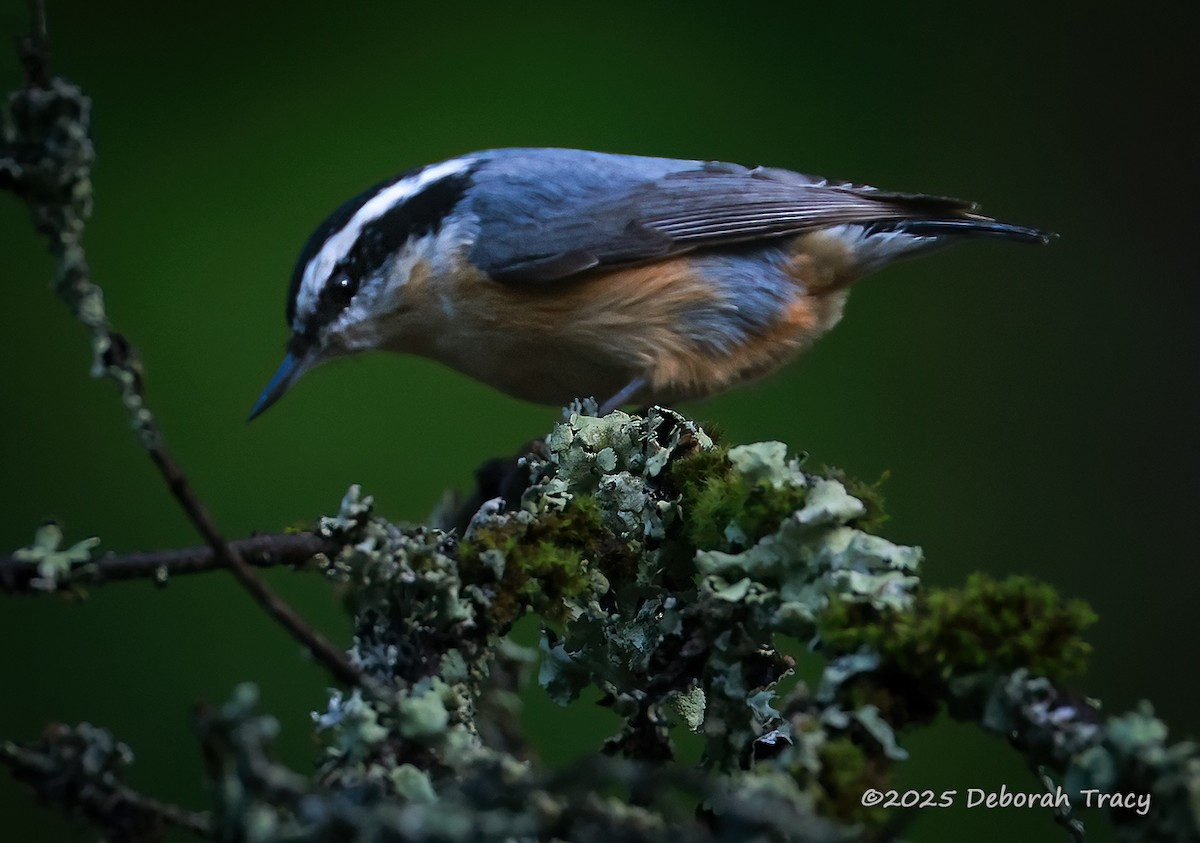 Red-breasted Nuthatch - ML635306658