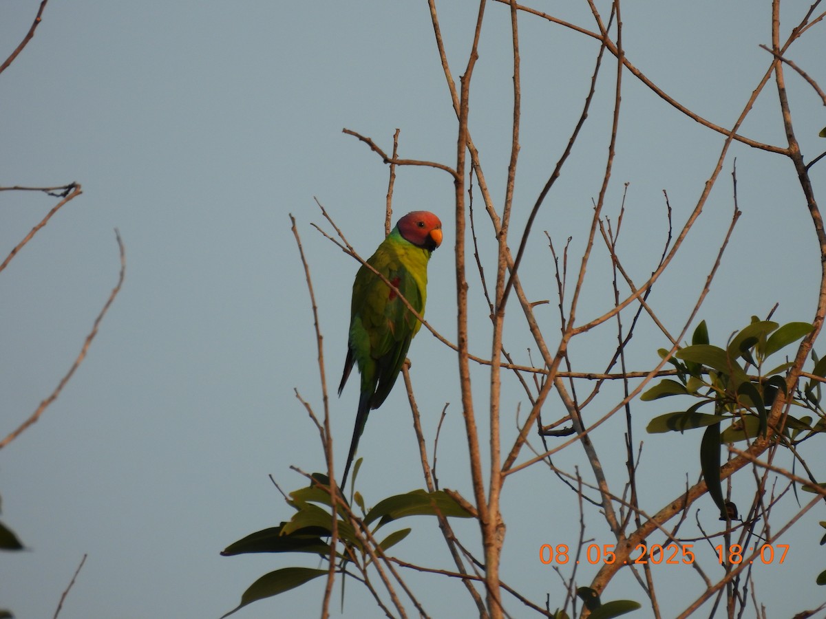 Plum-headed Parakeet - ML635306738