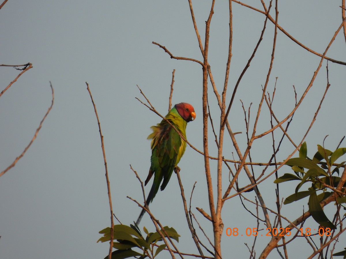 Plum-headed Parakeet - ML635306741