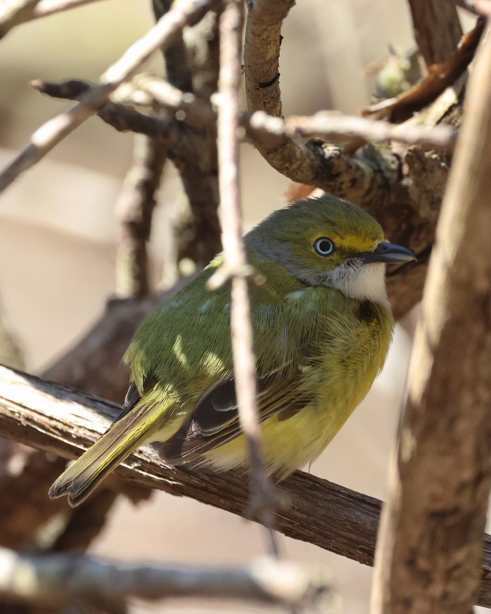 zelenáček bělooký - ML635306812