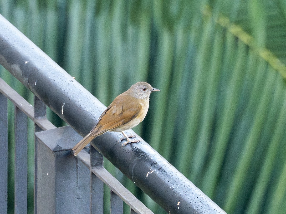 Pale-breasted Thrush - ML635306857