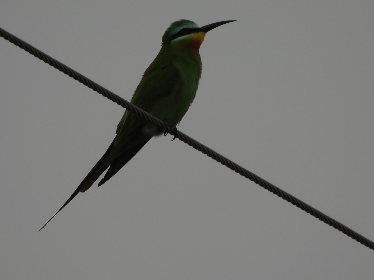 Blue-cheeked Bee-eater - ML635306872