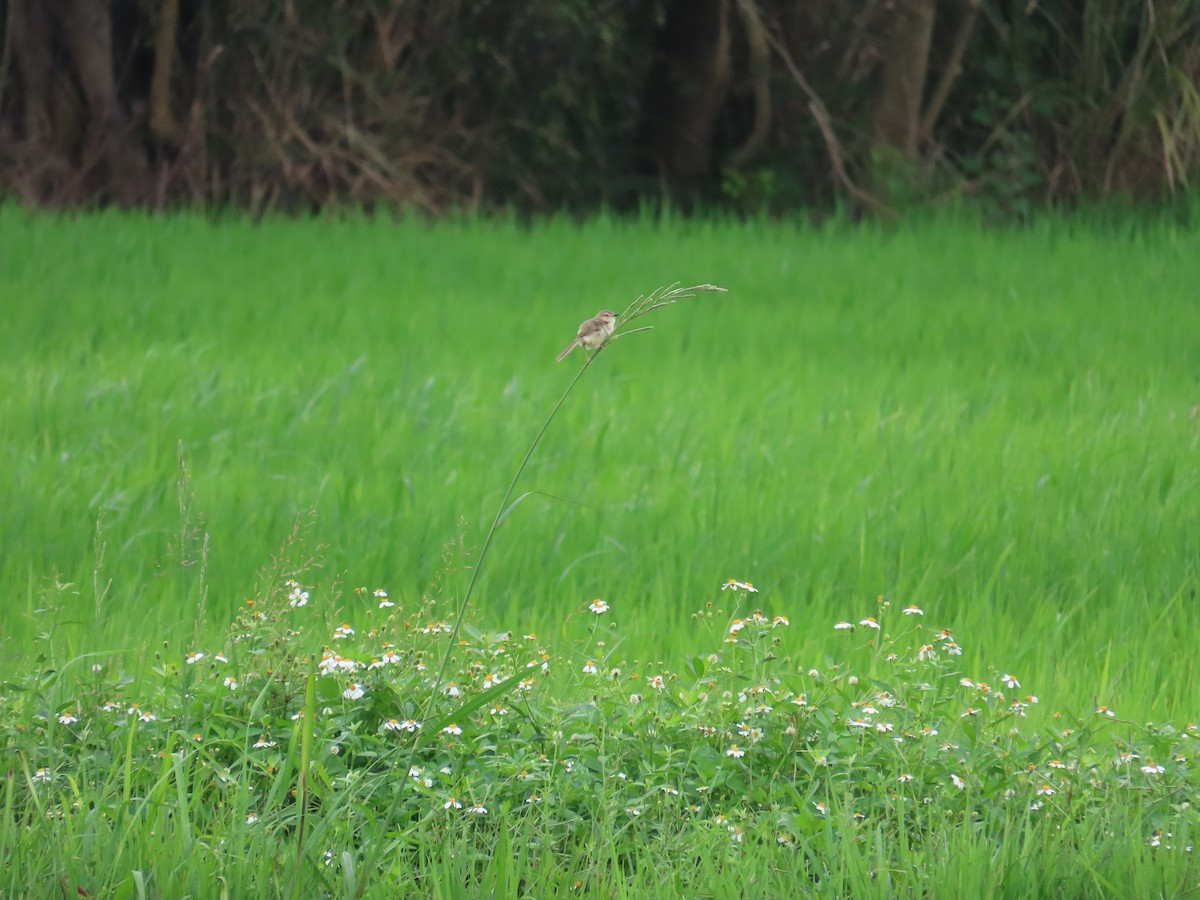 褐頭鷦鶯 - ML635306948