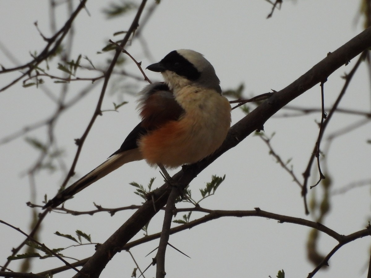 Bay-backed Shrike - ML635306970