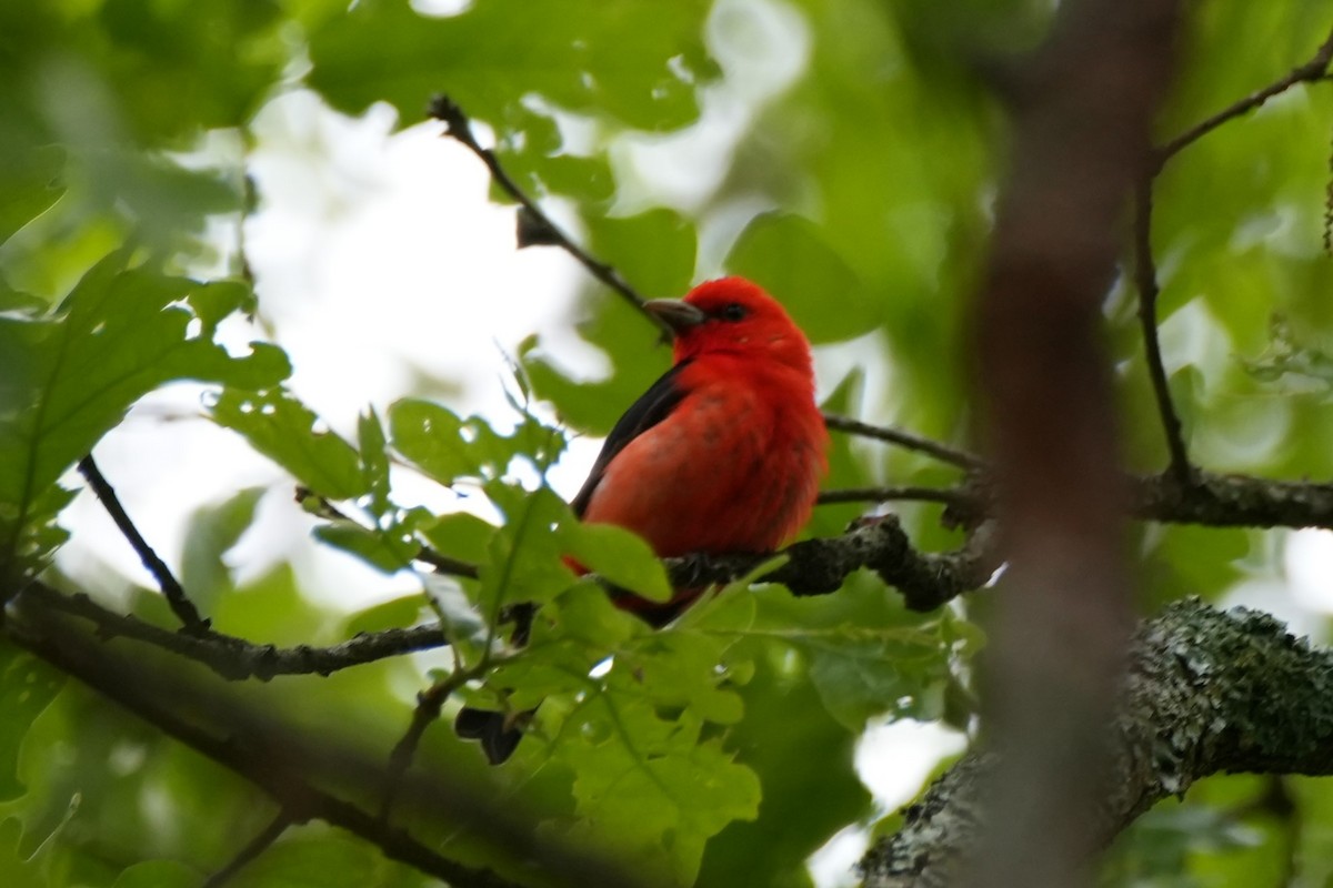Scarlet Tanager - ML635306977