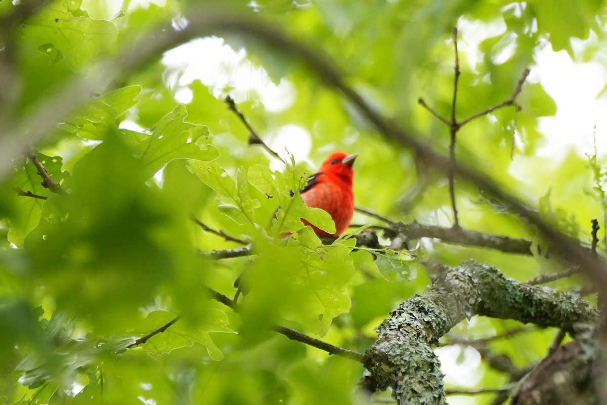 Scarlet Tanager - ML635306978