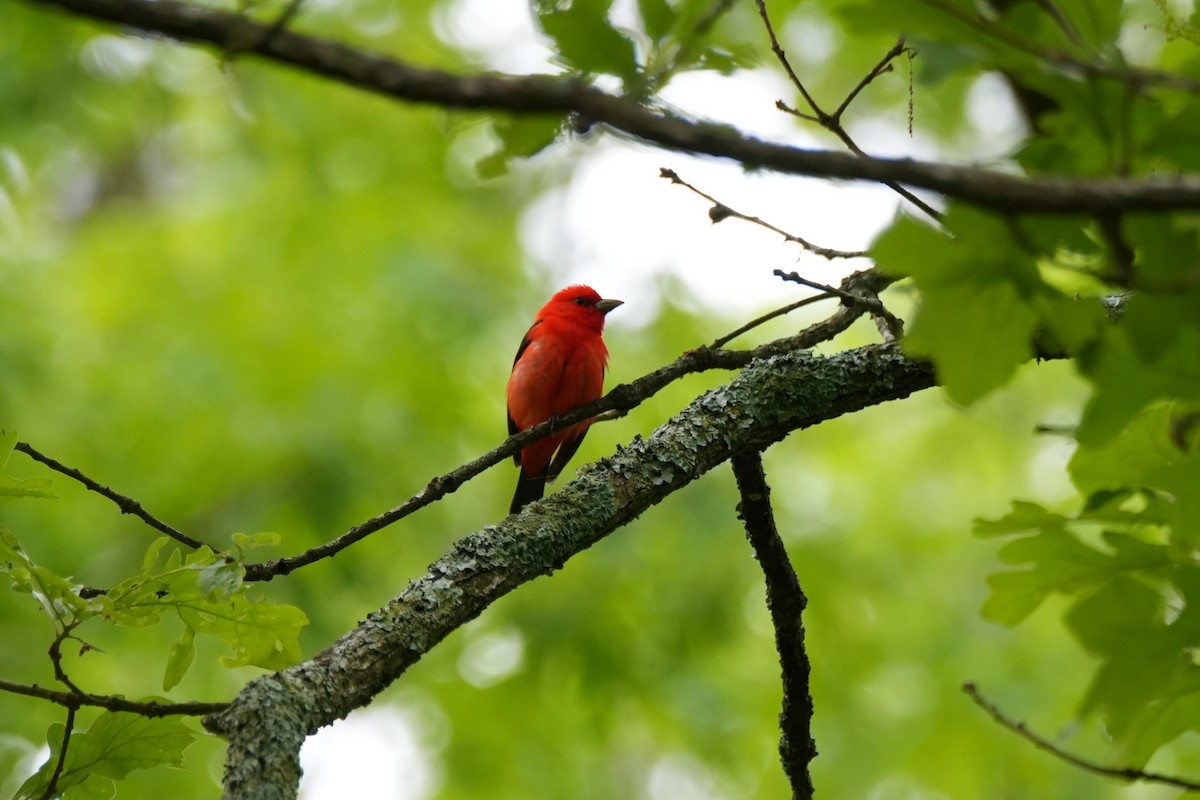 Scarlet Tanager - ML635306979