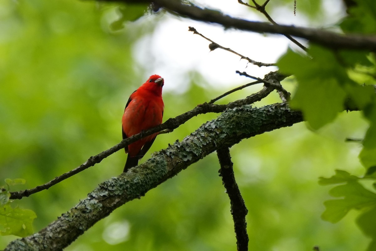Scarlet Tanager - ML635306980