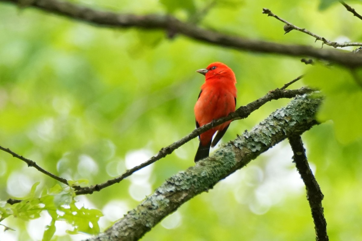 Scarlet Tanager - ML635306981