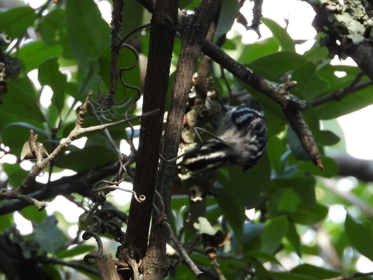 Black-and-white Warbler - ML635307029