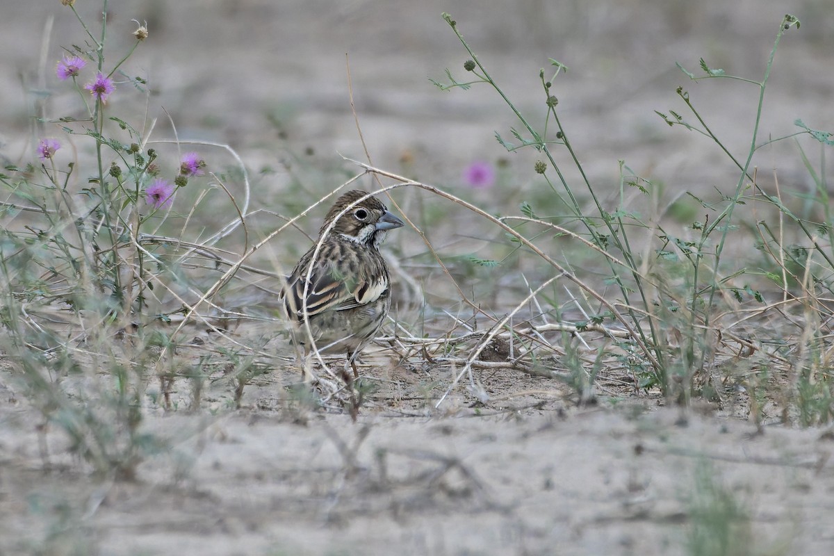 Lark Bunting - ML635307058