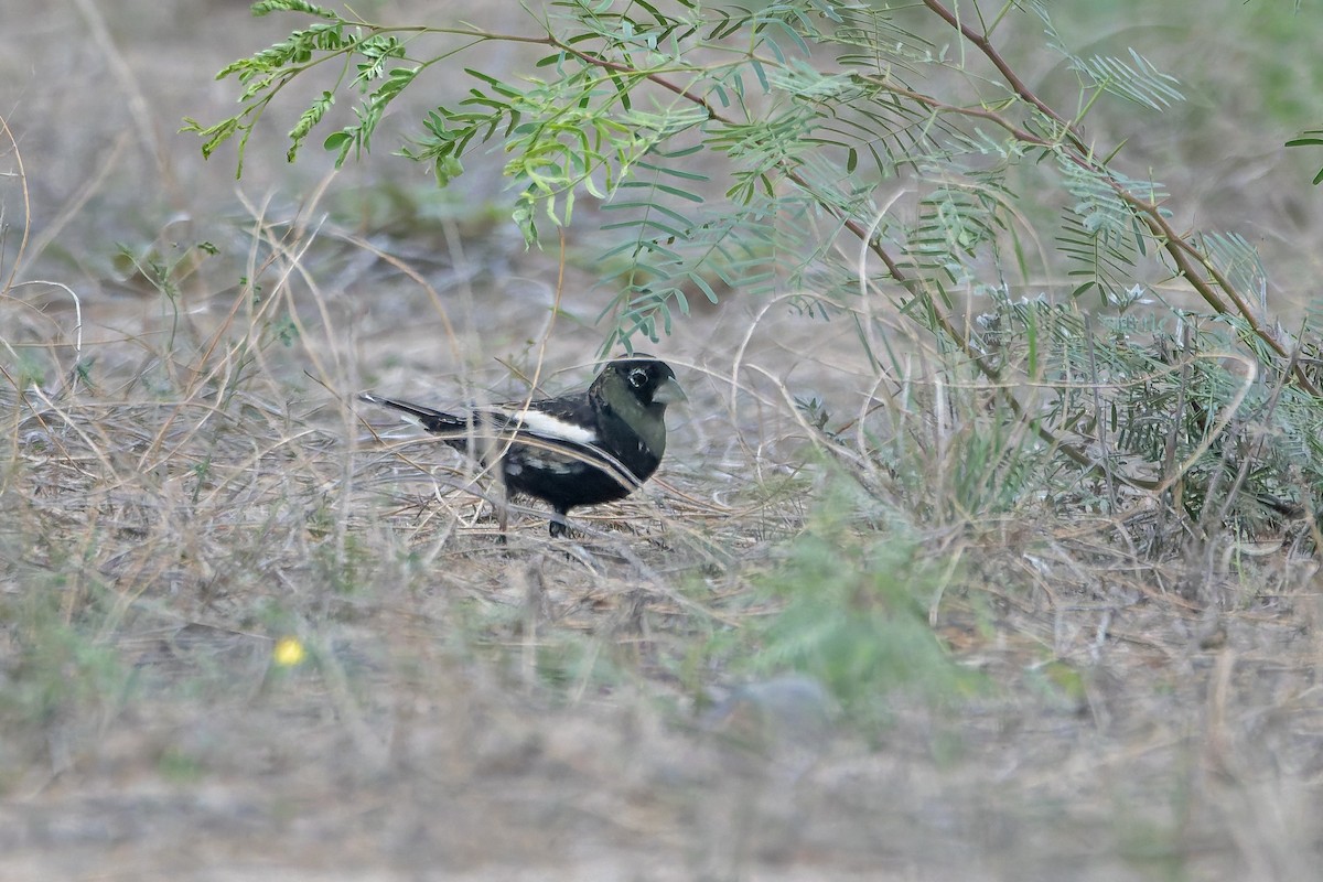 Lark Bunting - ML635307059