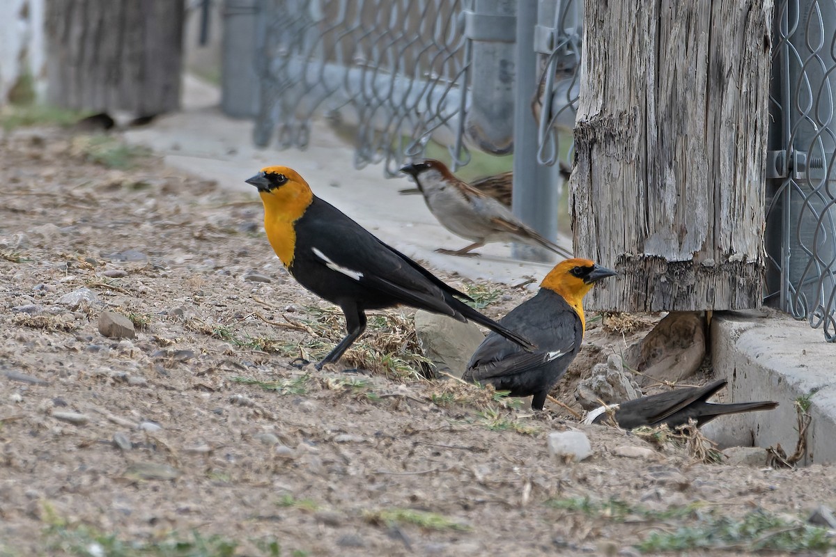 Yellow-headed Blackbird - ML635307144