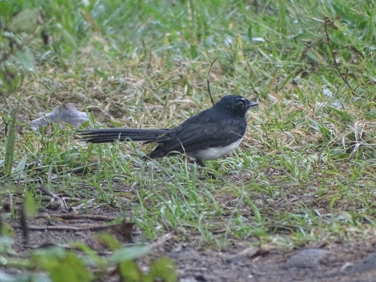 Willie-wagtail - ML63530721
