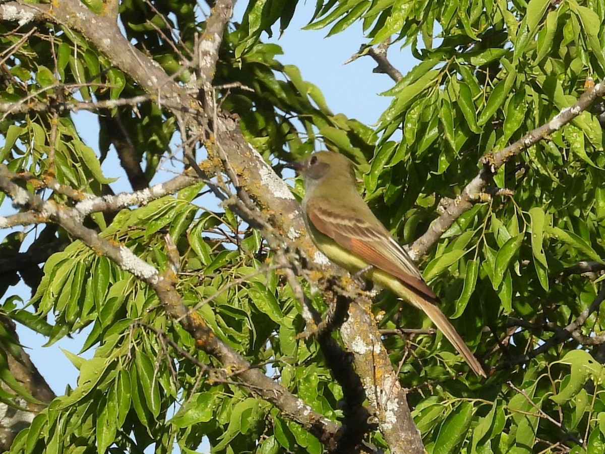 Great Crested Flycatcher - ML635307240