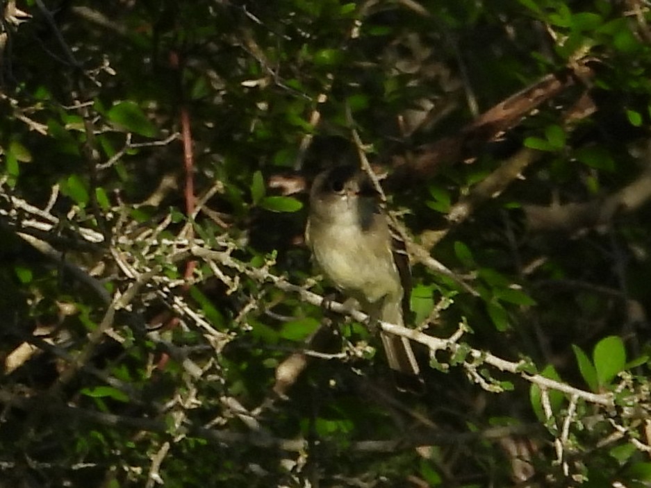 Least Flycatcher - ML635307290