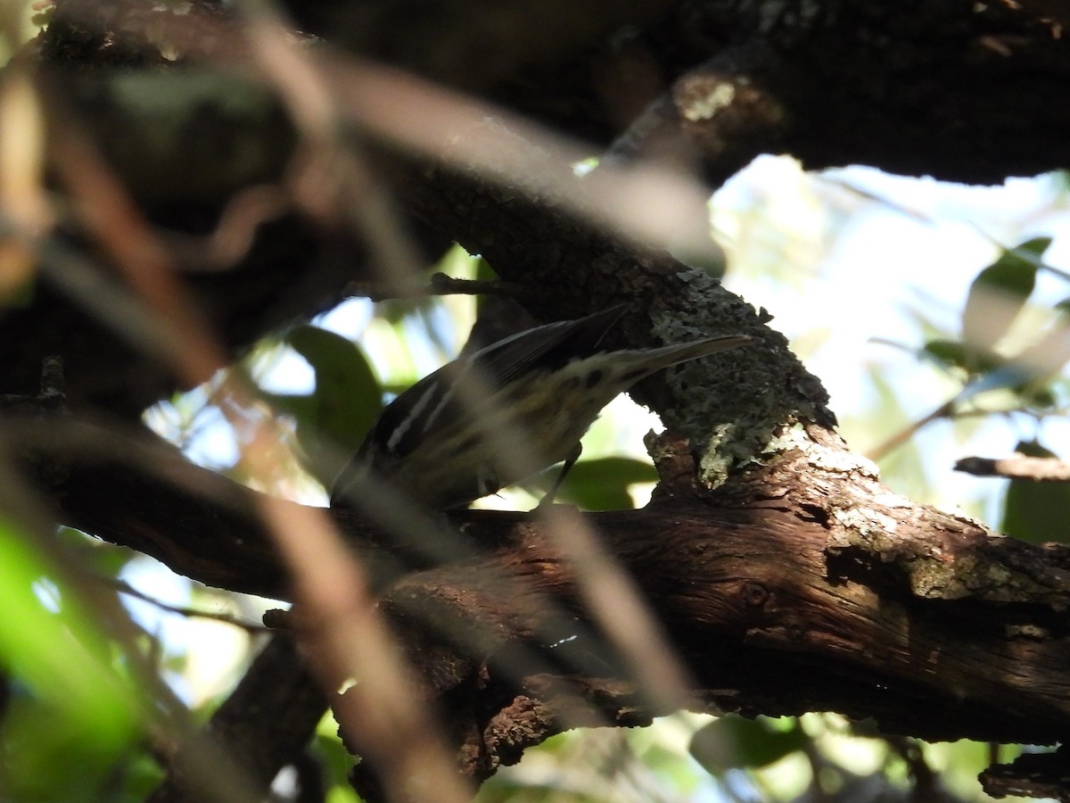 Black-and-white Warbler - ML635307332