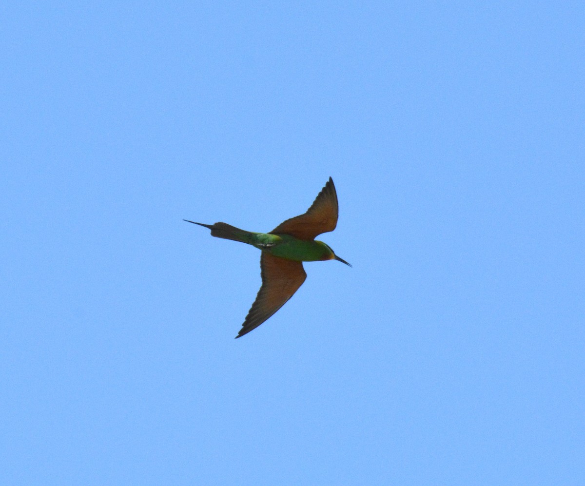 Blue-cheeked Bee-eater - ML635307514