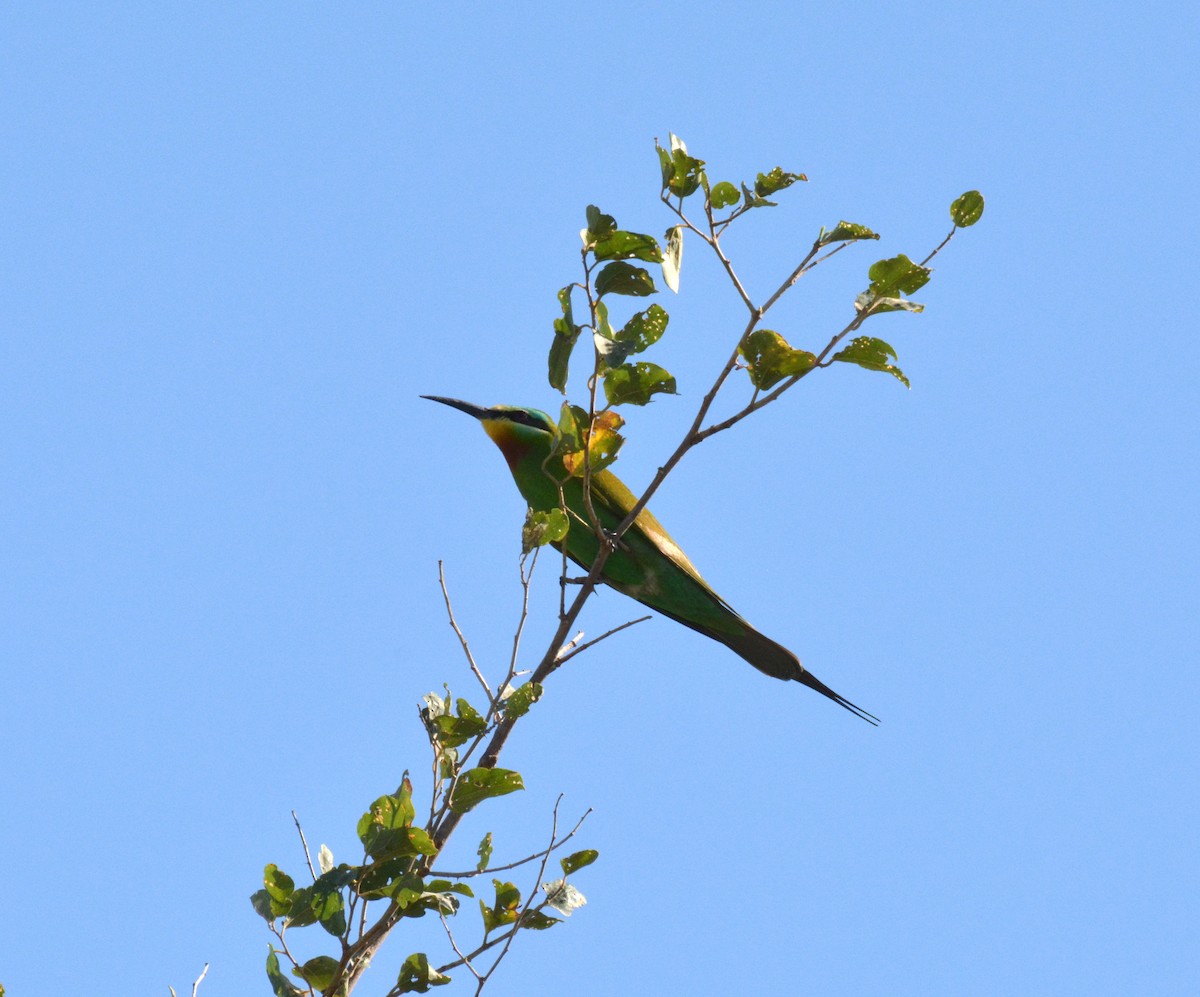 Blue-cheeked Bee-eater - ML635307515