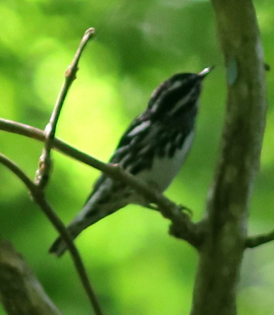 lesňáček černobílý - ML635307539