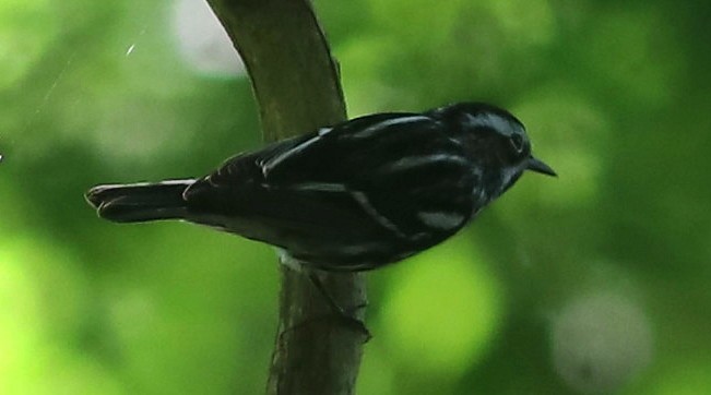 lesňáček černobílý - ML635307540