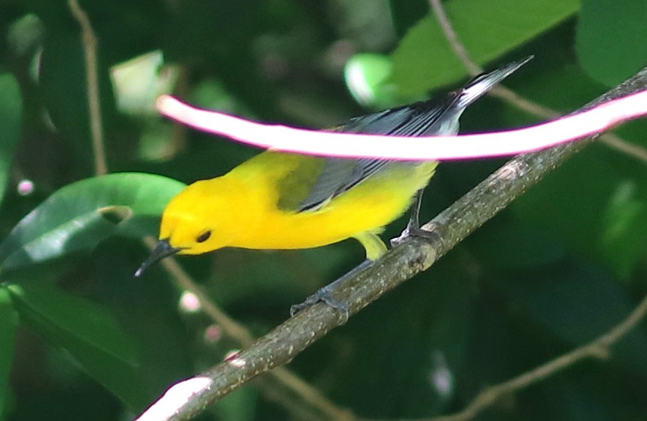 lesňáček zlatý - ML635307555