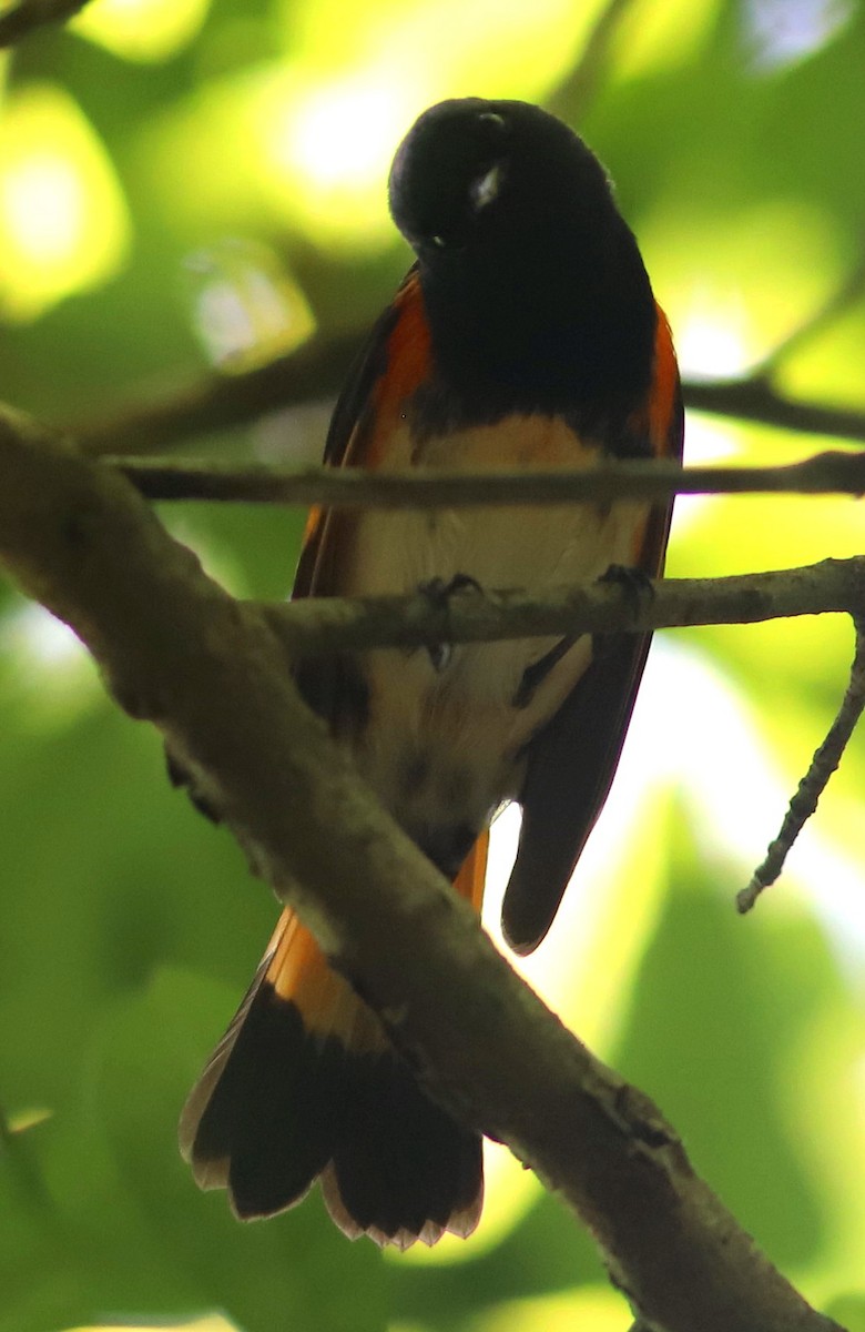 lesňáček lejsčí - ML635307566