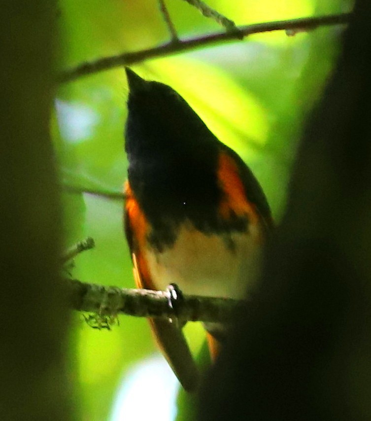 lesňáček lejsčí - ML635307567