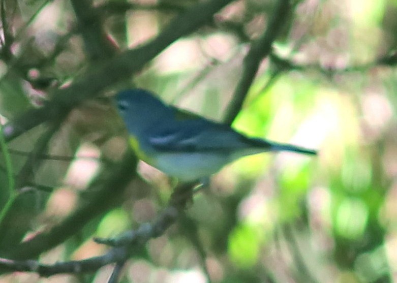 lesňáček lišejníkový - ML635307588